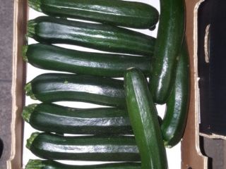 ZUCCHINI / COURGETTE - calibre 14-21cm / 21-30cm -