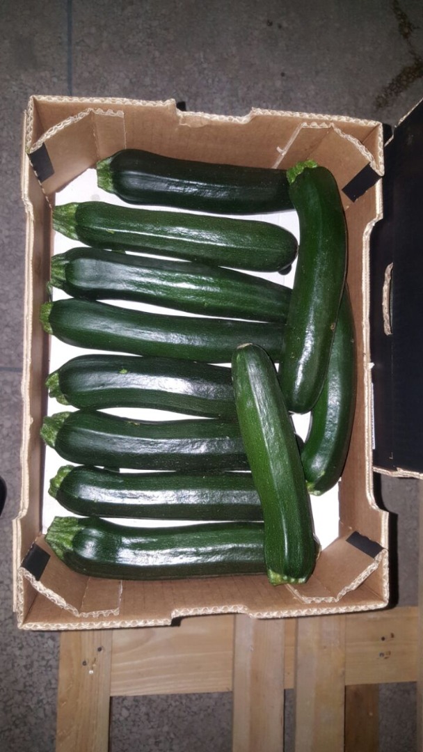 ZUCCHINI / COURGETTE - calibre 14-21cm / 21-30cm - Embalaje: caja de cartón 5KG