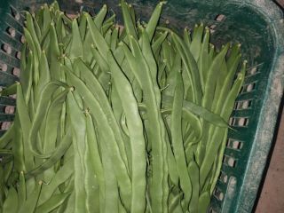 Frijoles verdes planos HELDA EXTRAFINE / FINE / MEDIUM