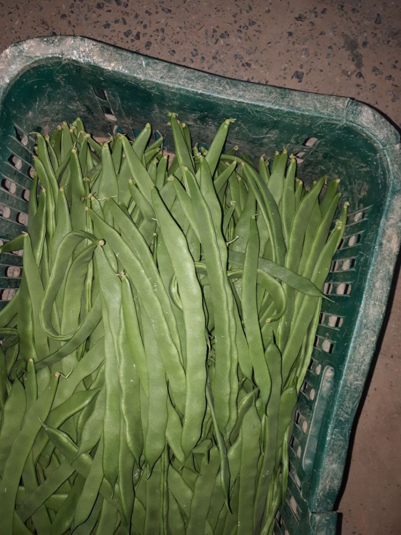 Frijoles verdes planos HELDA EXTRAFINE / FINE / MEDIUM - cartón / madera 5 KG