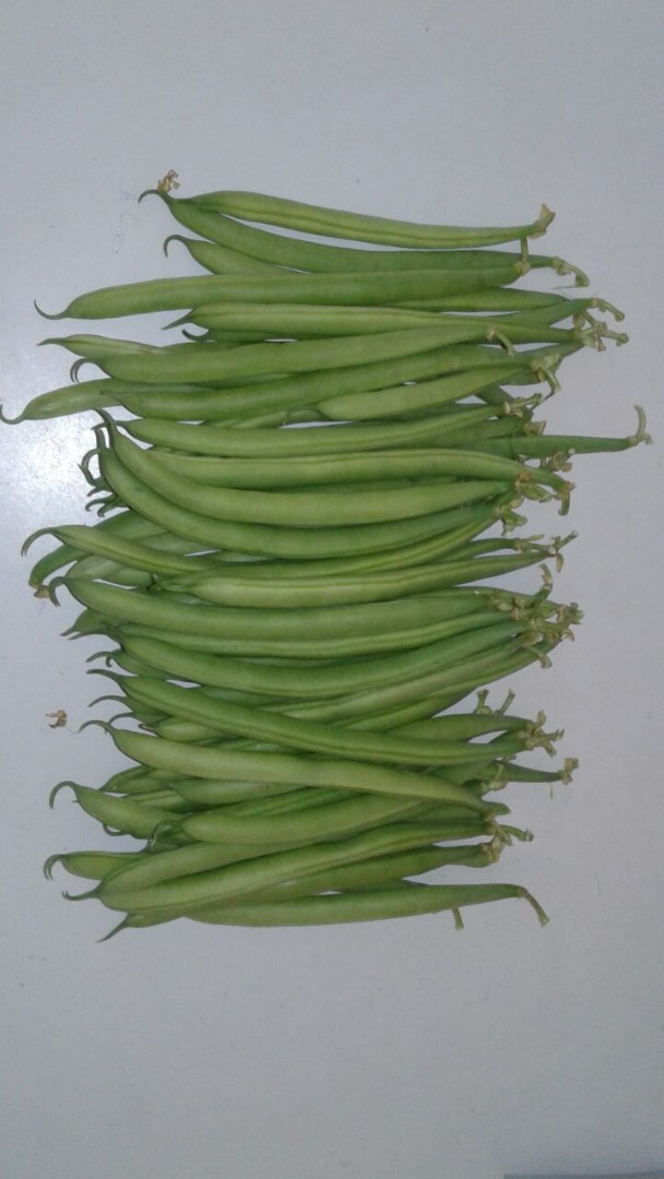HABAS VERDES REDONDAS BOBBY SALAMANCA - cartón / madera 5 KG
