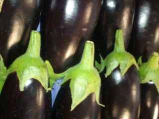 LONG EGGPLANTS / LONG EGGPLANTS FLOW PACK - caja