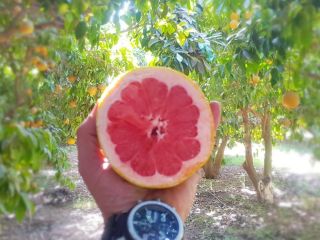 GRAPEFRUIT STAR RUBY - calibre 1/2/3/4/5 - caja de