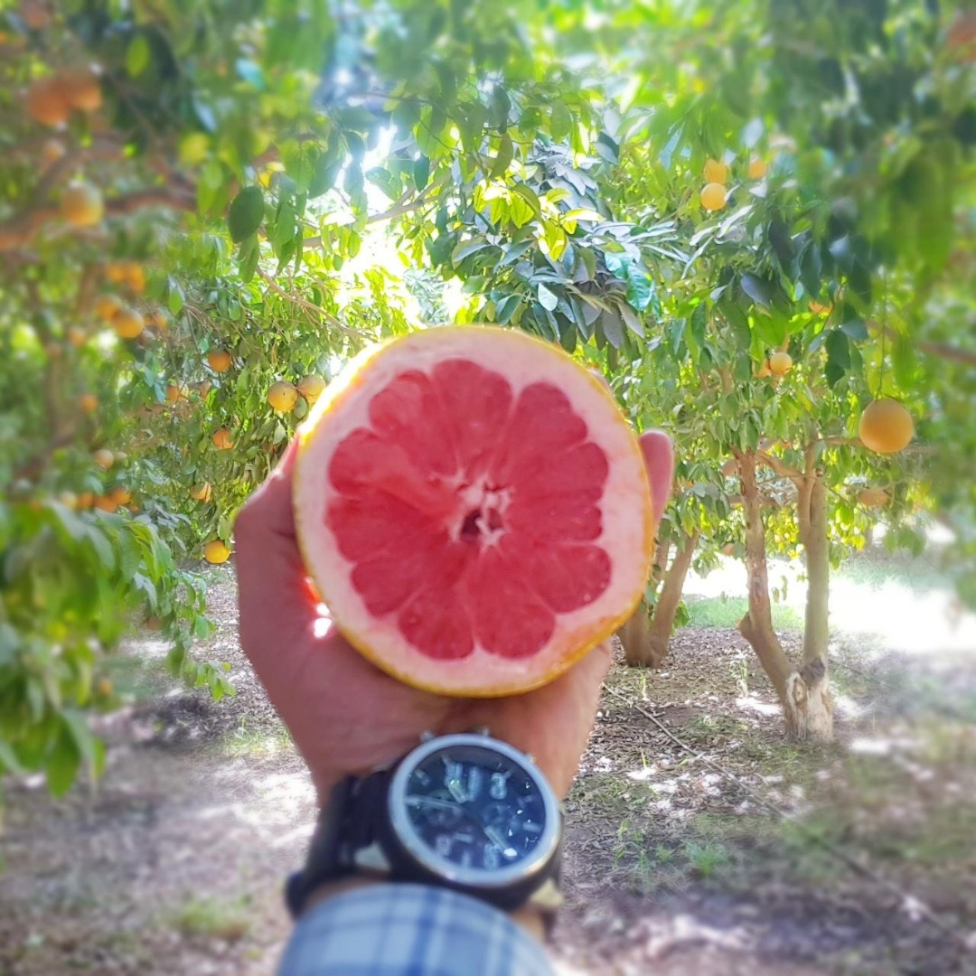 GRAPEFRUIT STAR RUBY - calibre 1/2/3/4/5 - caja de cartón 15 KG
