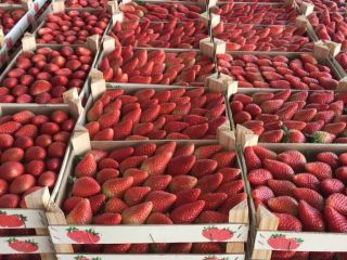 FRESAS - en caja de 2 kg a granel
