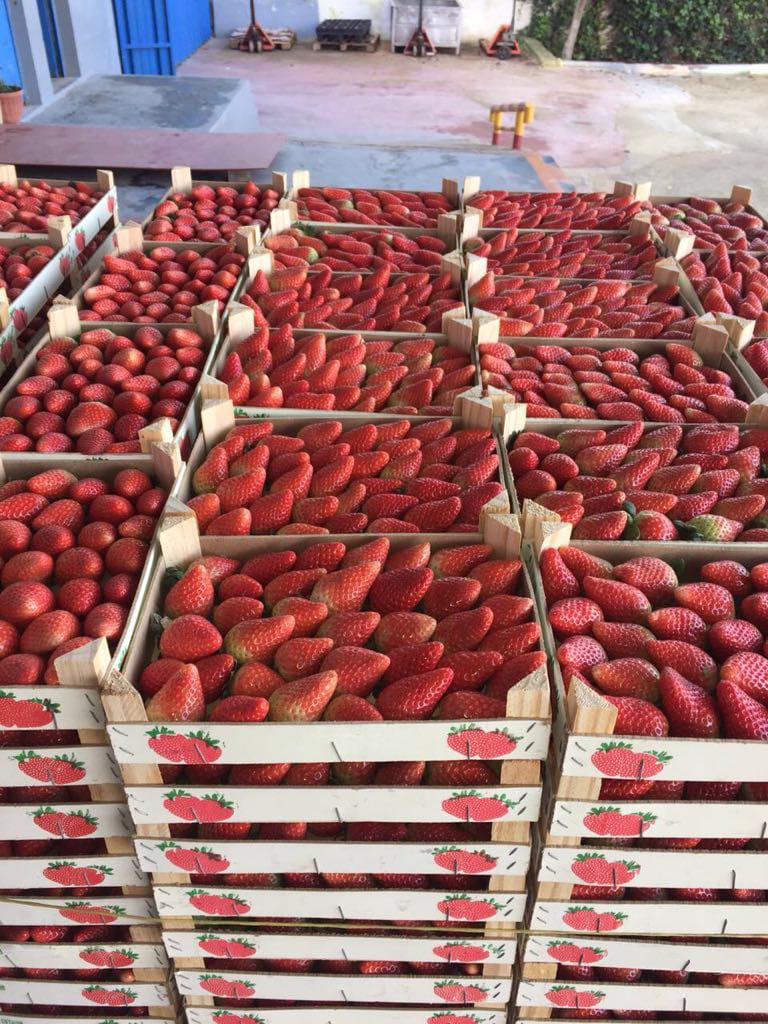 FRESAS - en caja de 2 kg a granel - origen Marruecos FRESAS - en caja de 10 * 250g / 8 * 250g - origen Marruecos