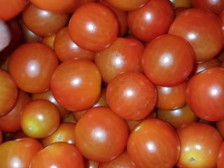 TOMATE DE CEREZA / TOMATE DE BEBÉ - calibre