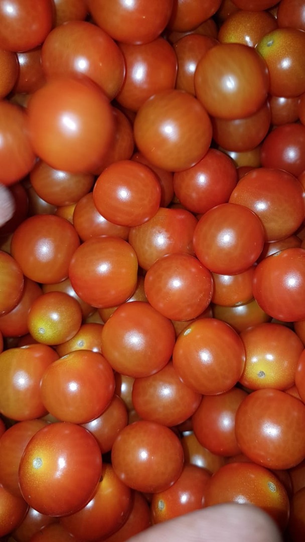 TOMATE DE CEREZA / TOMATE DE BEBÉ - calibre 20/25-a-30 / 33mm - caja de cartón 12 * 250g - origen Marruecos