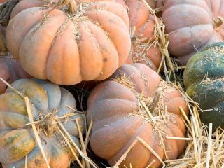 MUSCAT DE CALABAZA - calibre 7kg +, caja de