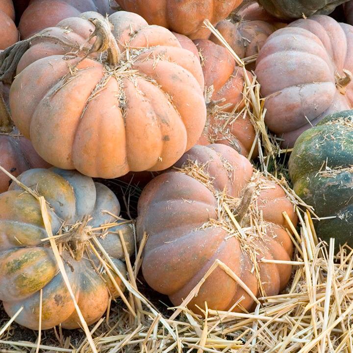 MUSCAT DE CALABAZA - calibre 7kg +, caja de cartón / madera de 500kg - origen Marruecos