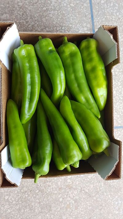 PIMIENTA VERDE ITALIANA - calibre 40-60… 50-70… 70-90 - caja de cartón 5 KG - origen Marruecos