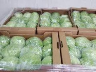 LECHUGA ICEBERG - 10 piezas, caja de cartón 5kg