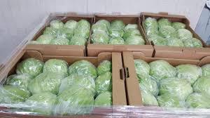 LECHUGA ICEBERG - 10 piezas, caja de cartón 5kg - origen España