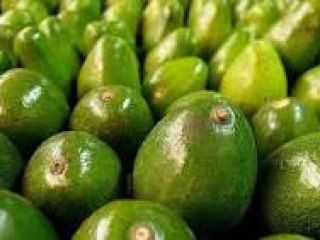 Grandes aguacates ... gran sabor ... excelente color y