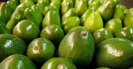 Grandes aguacates ..