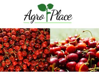 Ofrecemos: cerezas. Con un buen precio asequible. Para más