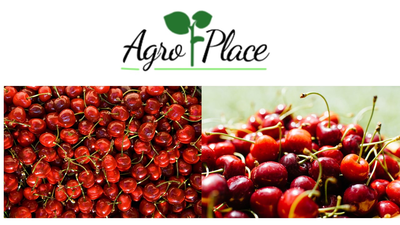 Ofrecemos: cerezas