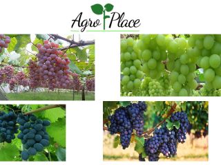 Ofrecemos: uvas verdes, uvas moldavia, uvas rojas y uvas