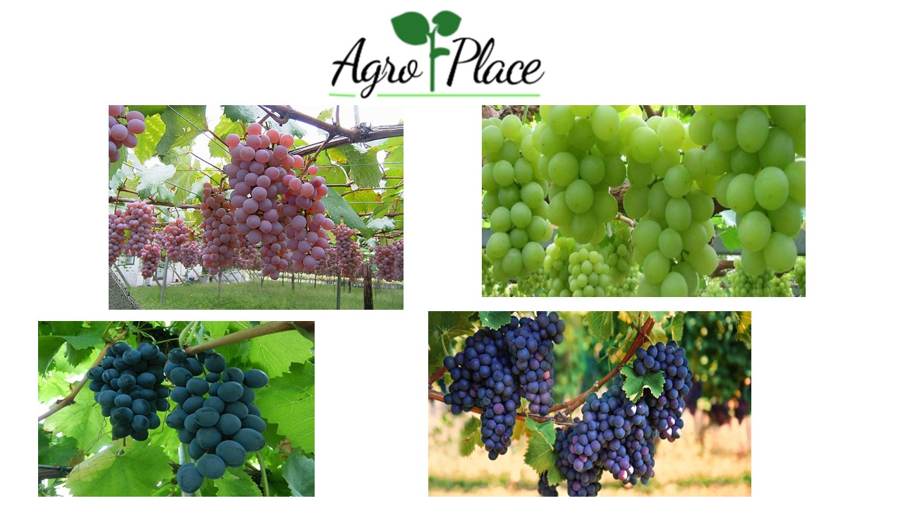 Ofrecemos: uvas verdes, uvas moldavia, uvas rojas y uvas Merlot