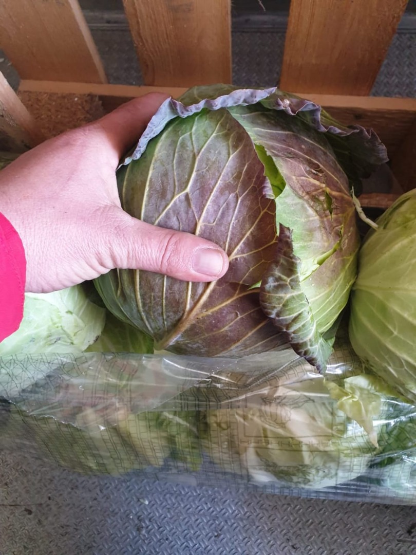 FIA GOGOT FRUIT ofrece una amplia gama de frutas y verduras frescas al precio del productor, de alta calidad, envasadas y etiquetadas de acuerdo con los