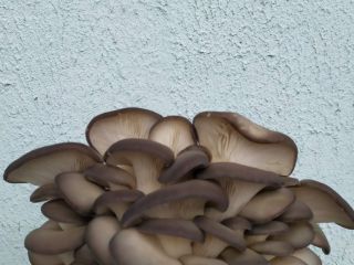 Productor de champiñones frescos Setas de ostras Cultivado ordinario