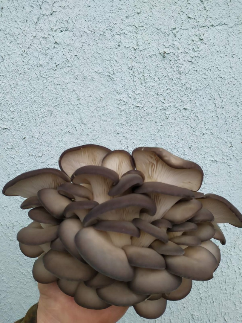 Productor de champiñones frescos Setas de ostras Cultivado ordinario ofrece: 1) Bloques de sustrato