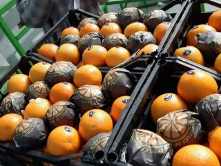 La empresa de exportación Elbadr vende naranjas de la