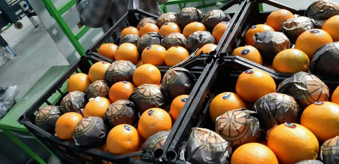 La empresa de exportación Elbadr vende naranjas de la variedad Valencia de 24 toneladas, envasadas en una caja de cartón o caja de plástico de 15 kg