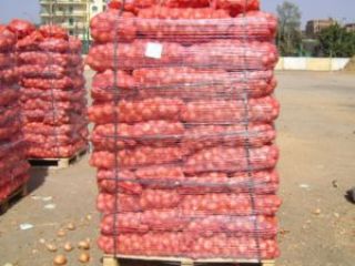 tenemos cosechas frescas de cebollas rojas y amarillas, calibre: