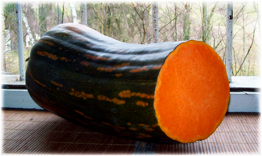 Calabaza Langer de Nápoles