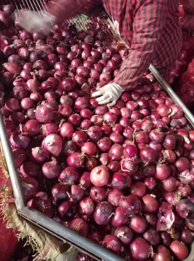 tenemos cosecha fresca de cebolla roja y amarilla, calibre: 55+ por favor contacte directamente, llame: correo electrónico: wechat: omarkjerry0