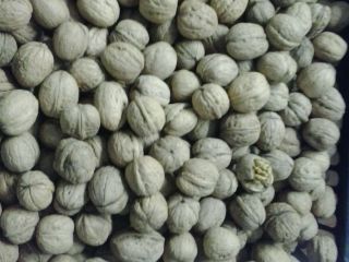 Se vende nueces de Ucraina 2019 calibre 32+