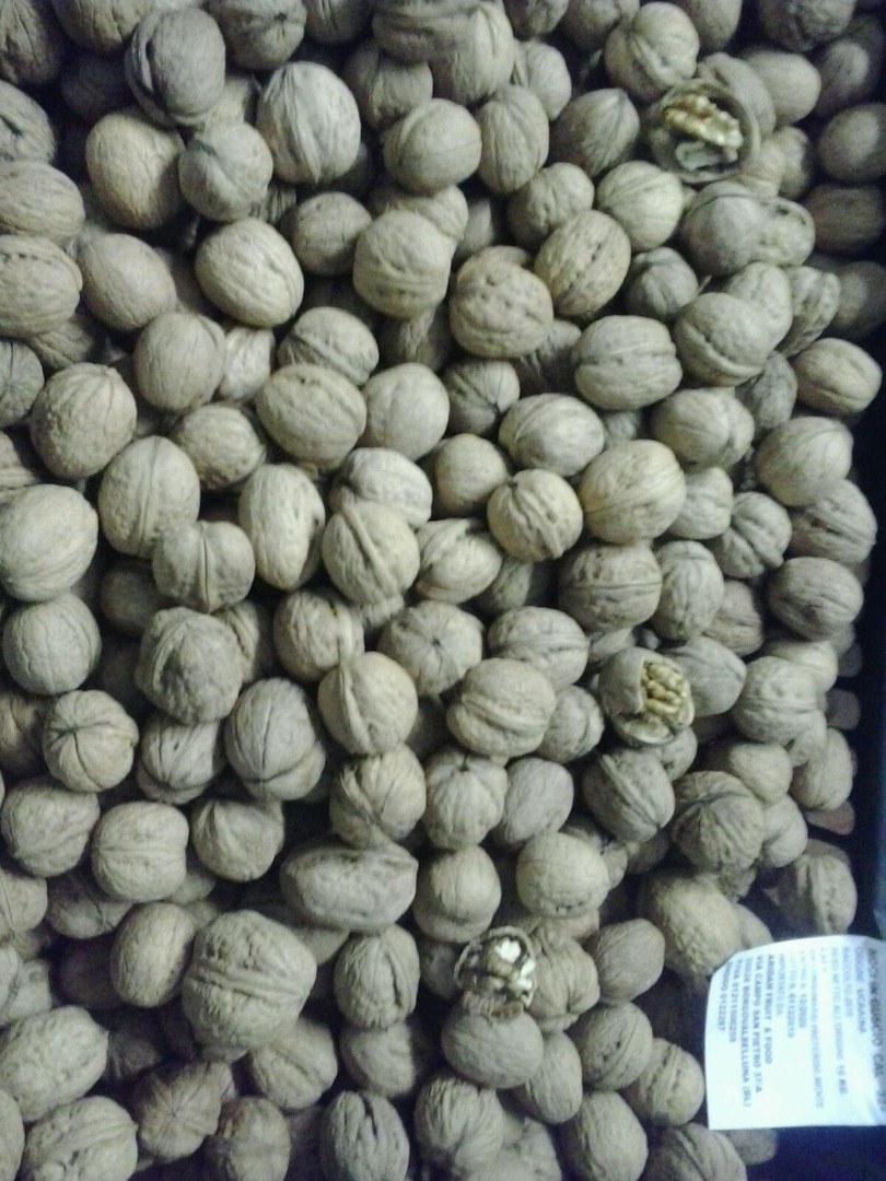 Se vende nueces de Ucraina 2019 calibre 32+