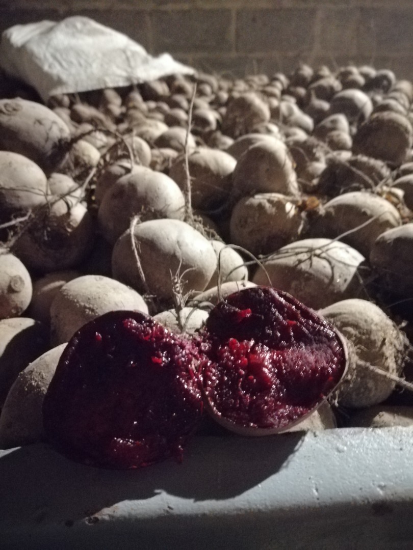 Venderé remolacha roja