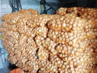 Cebolla variedad Rijnsburger 5, suelta o bolsa de 15