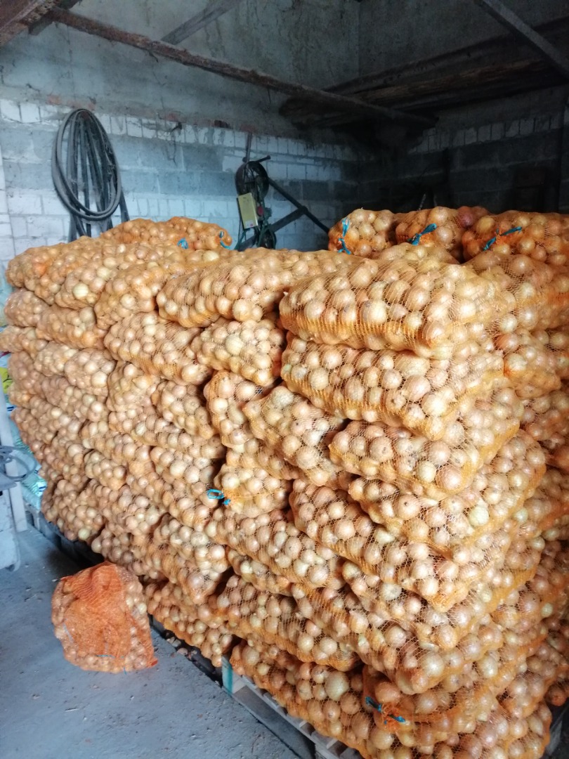 Cebolla variedad Rijnsburger 5, suelta o bolsa de 15 kg, pelada a mano