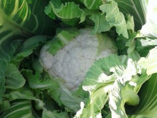La coliflor fresca está disponible en Canakkale (parte noroeste