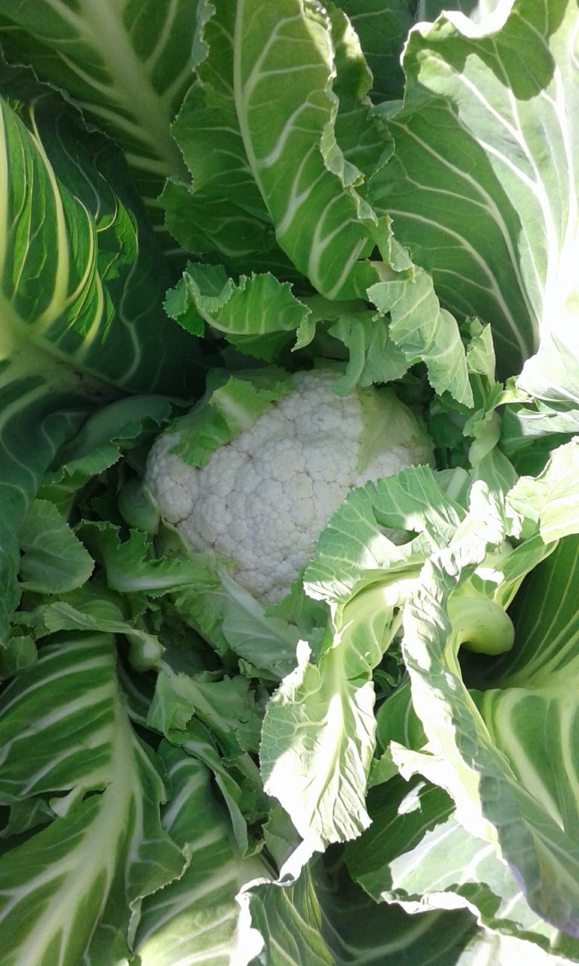 La coliflor fresca está disponible en Canakkale (parte noroeste de Turquía)
