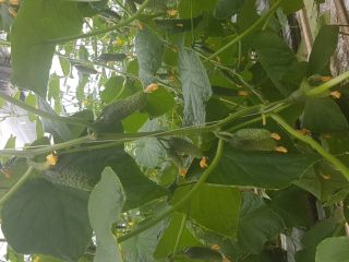 Hola, somos productores y tengo una variedad de MIRABELA