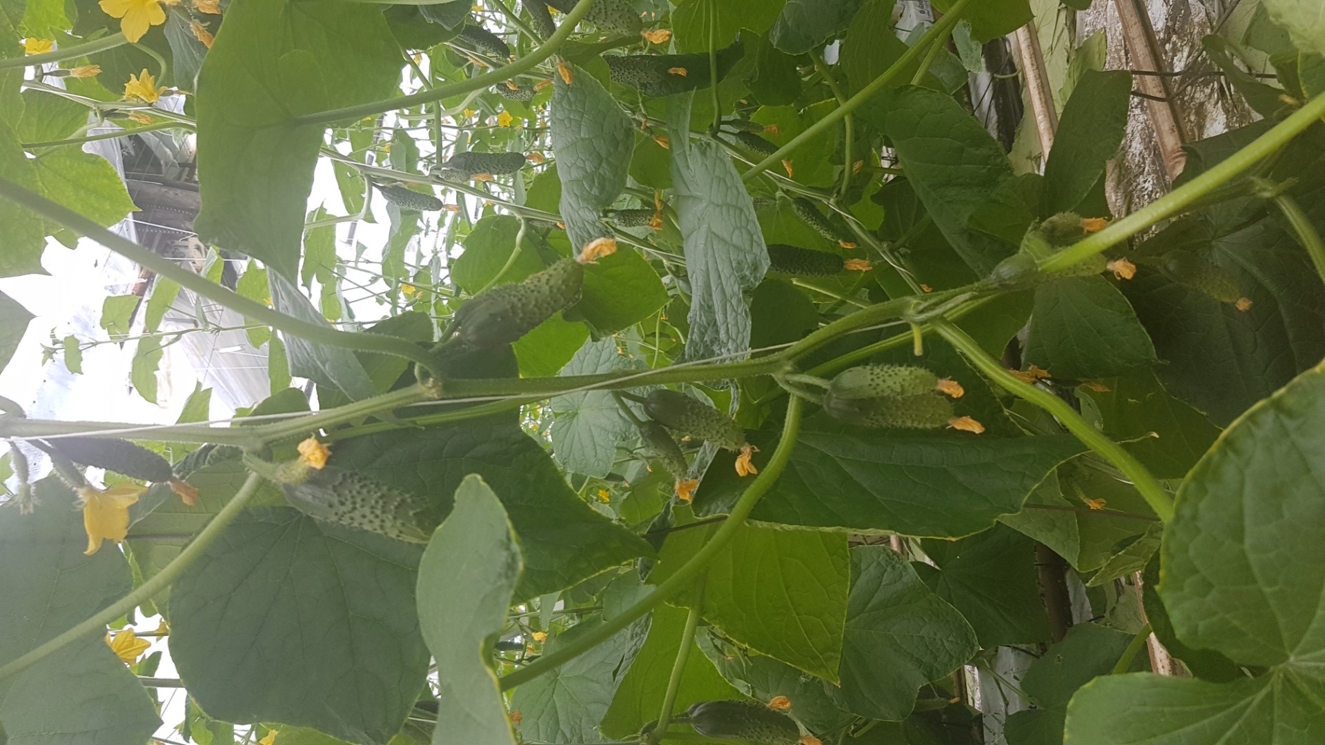 Hola, somos productores y tengo una variedad de MIRABELA a la venta, los invito
