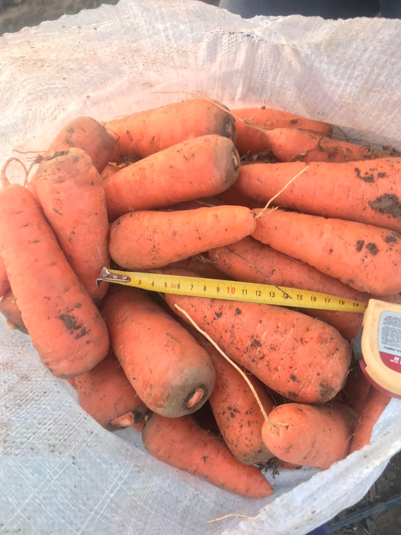 venta de variedad de zanahorias en cascada de alta calidad