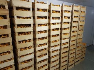 Champiñones refrigerados, entrega a Europa.