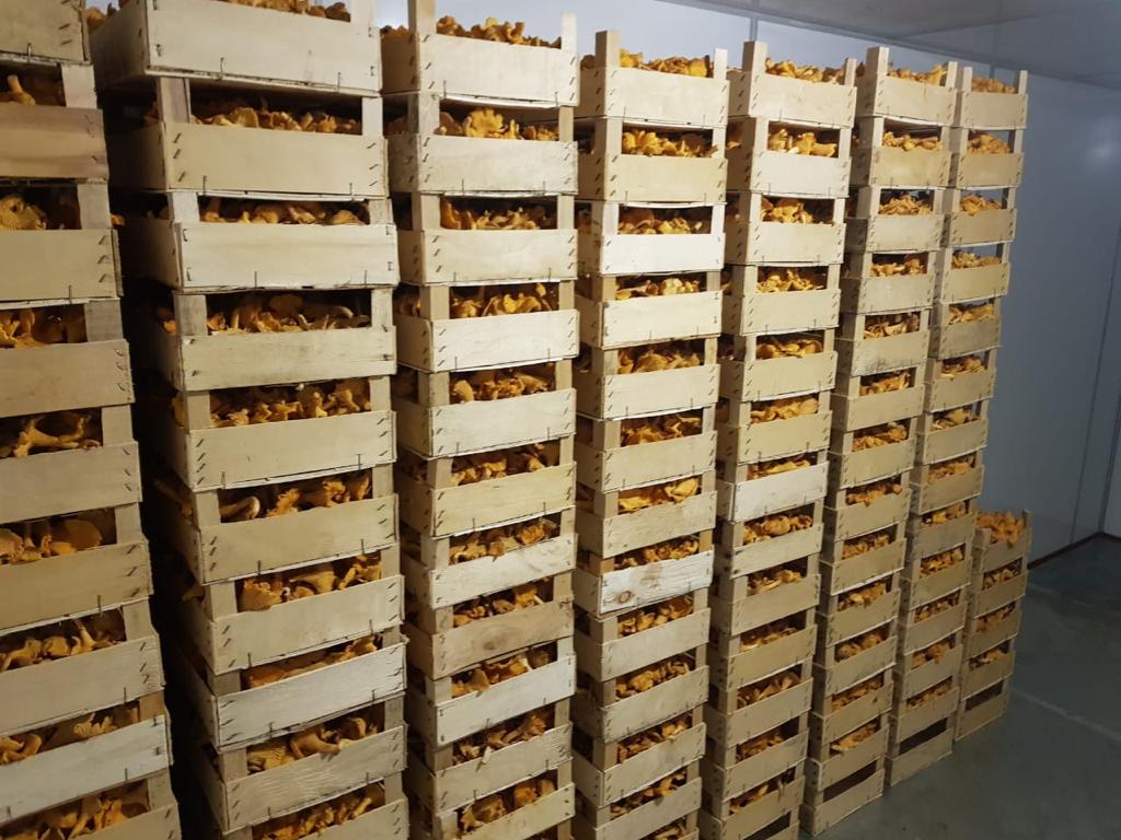 Champiñones refrigerados, entrega a Europa