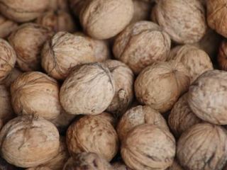 Vendo nueces con cáscara- € 2.50 / kg Contacto