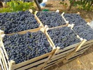 De manera regular, compramos uvas de Moldova a granel.