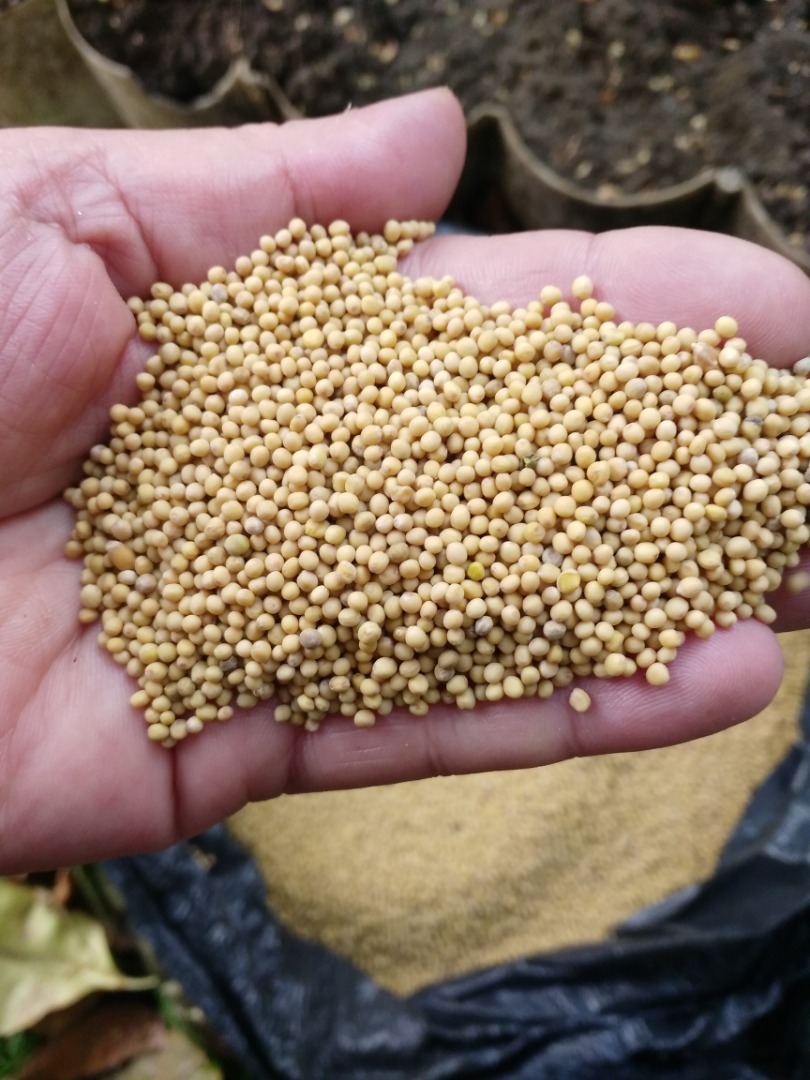 Venderé granos de mostaza blanca sinapis alba, purezas del 98% al 99,9%, sin olores extraños, el color es inherente