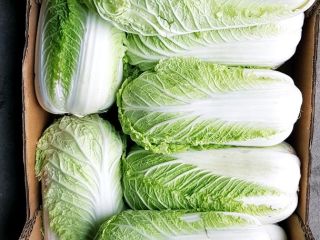 Venderé una muy buena col china fría. Saludable por