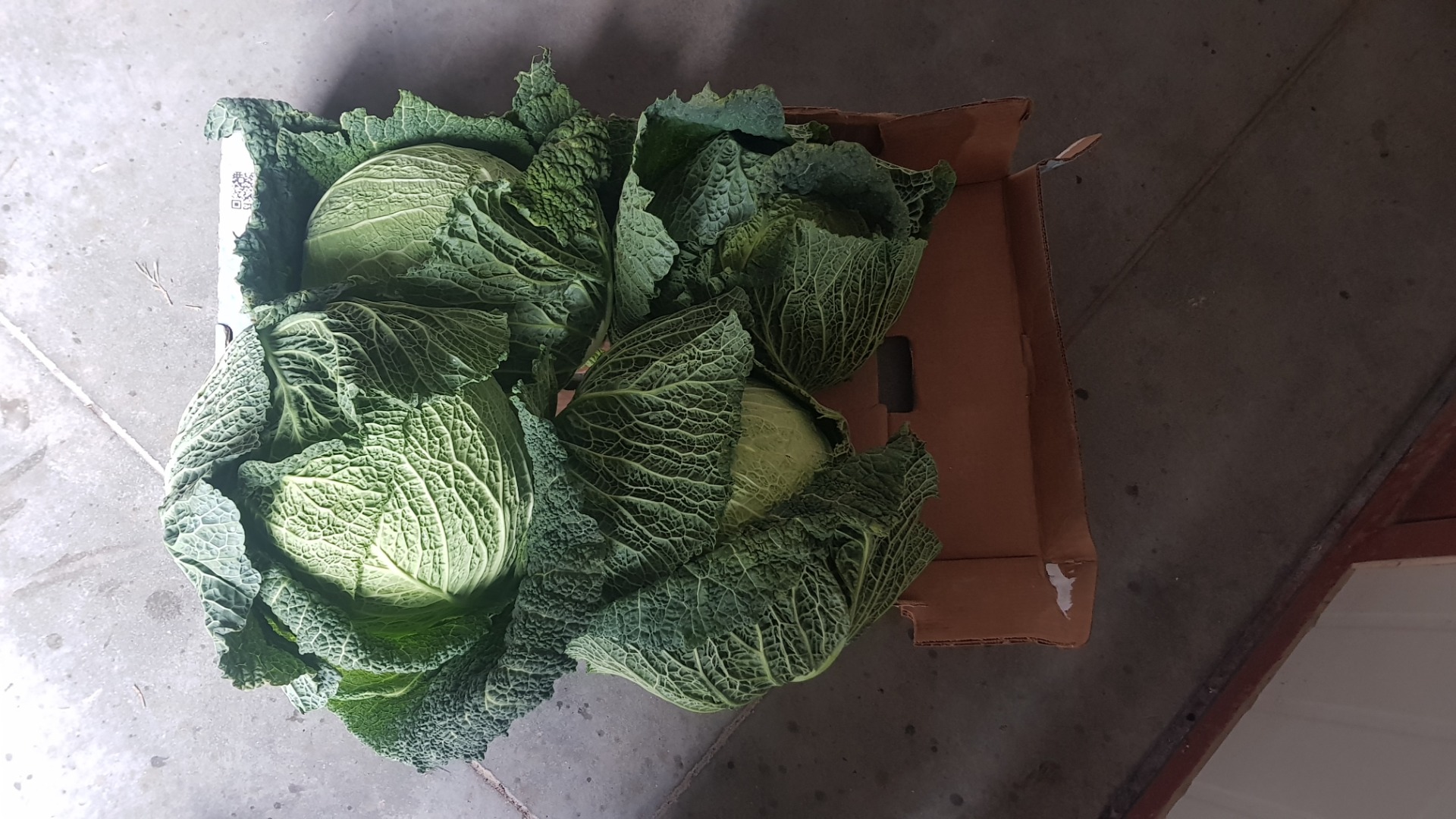 Venderé repollo frío de una mosca sin hojas sin hojas, agradable y saludable