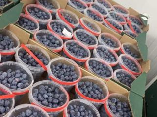 Hola, ayudaré a organizar fruta fresca de España fresa