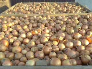 Compraré un total de 100 toneladas de cebollas, 4-6